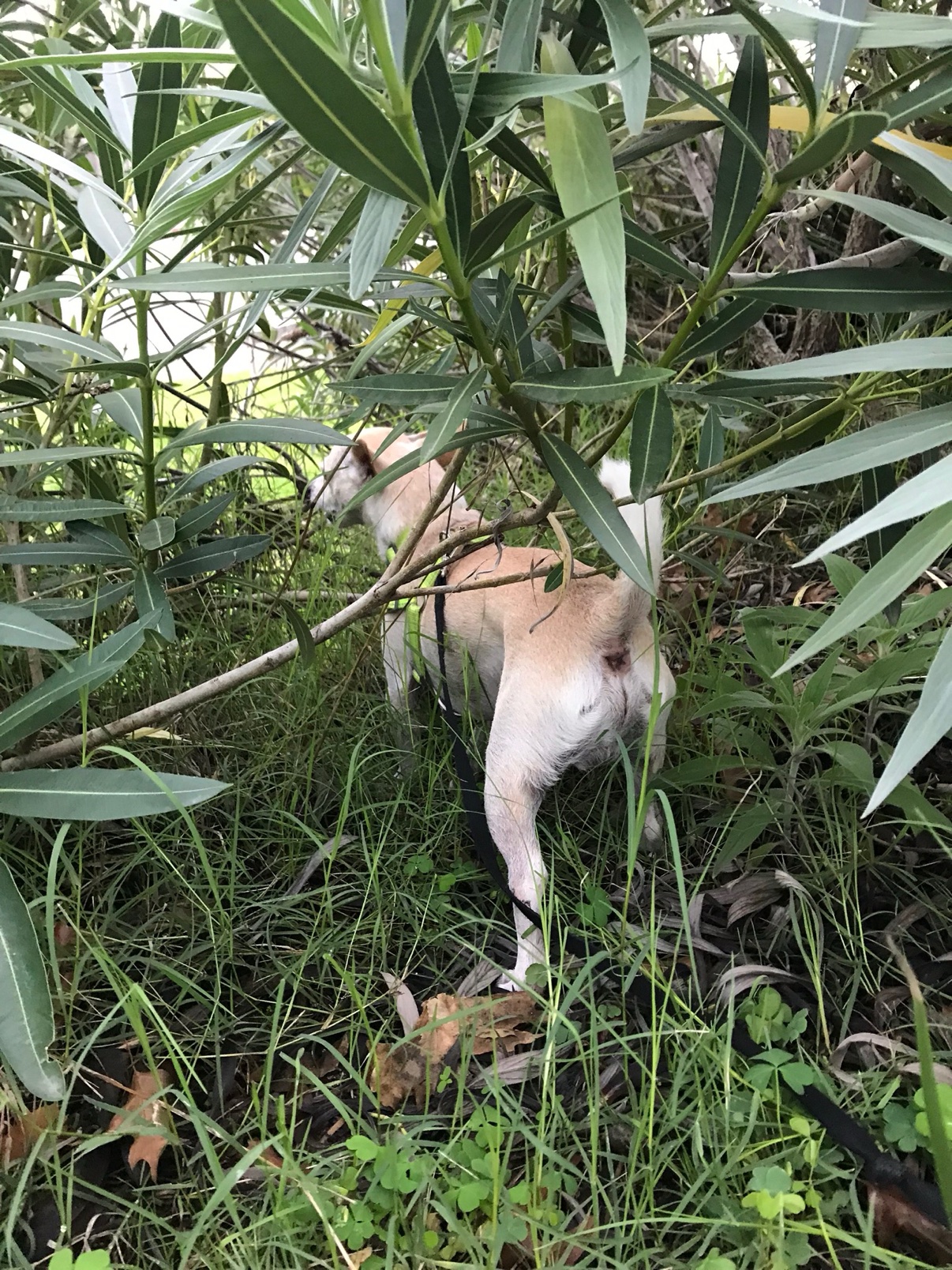 Brady exploring the bushes on a walk