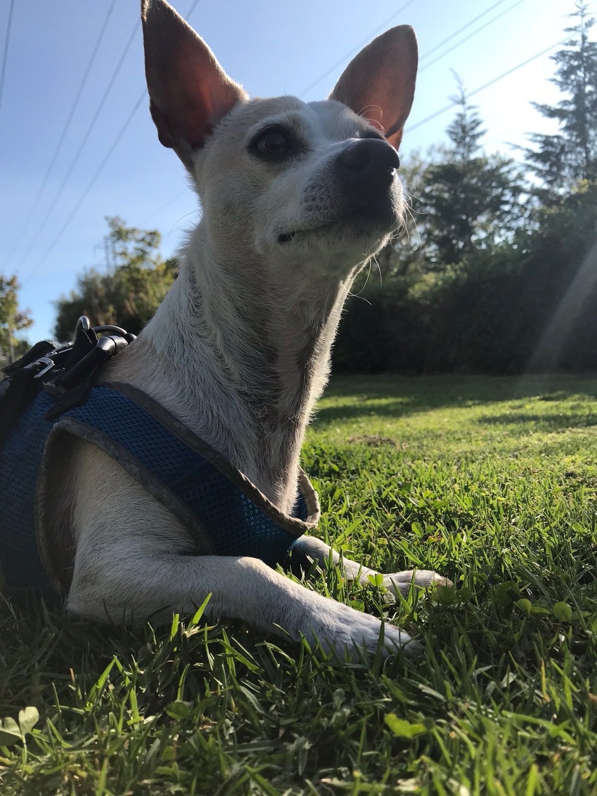 Brady lying in the grass, looking up at the sky