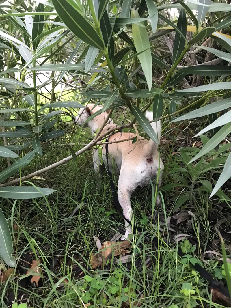 Brady exploring the bushes on a walk