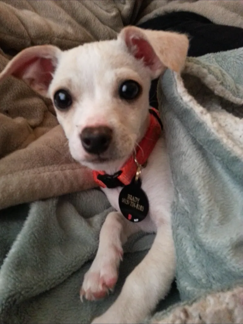 Brady as a puppy, wrapped in a blanket, wearing his red collar with his name tag