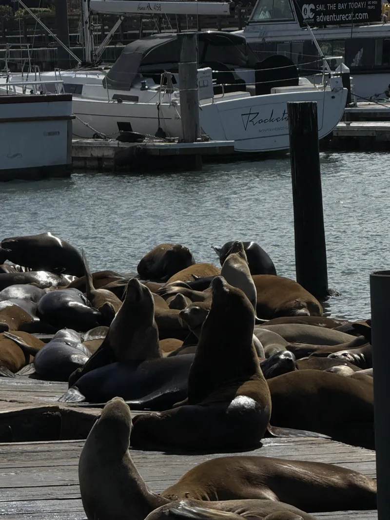 Sea lions piled on the docks at Pier 39