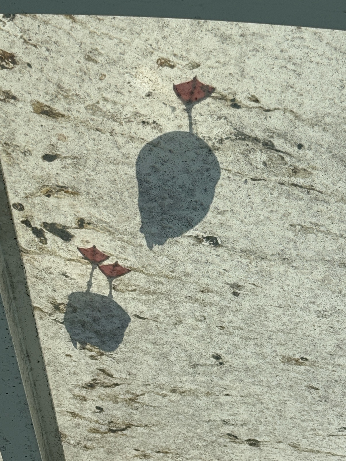 Seagull shadows on the water